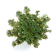 {"type":"root","children":[{"type":"paragraph","children":[{"type":"text","value":"Rosa de Jericó","bold":true}]},{"type":"paragraph","children":[{"type":"text","value":"Gracias a los beneficios de la rosa de Jericó, tu piel estará más radiante que nunca. El complejo sistema de azúcares de la rosa de Jericó ayuda a revitalizar las pieles más secas reteniendo la humedad y aumentando el metabolismo celular."}]}]}